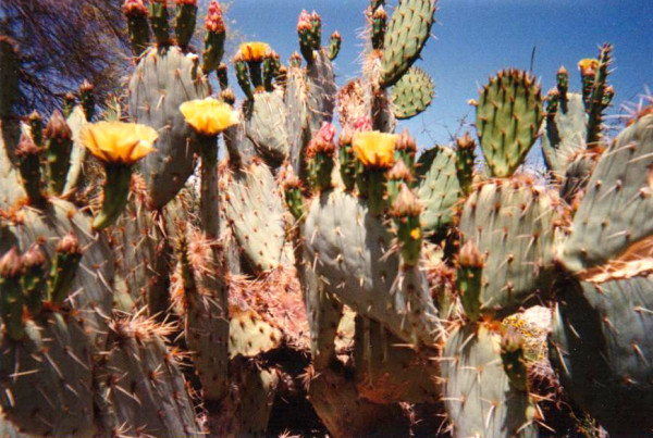 cactus