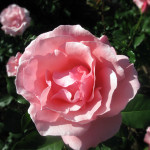 rose1