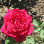 rose10