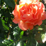 rose8