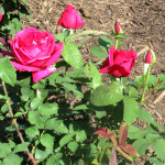 rose9